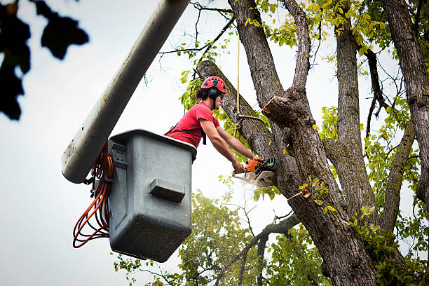 Best Hazardous Tree Removal  in Houghton, NY